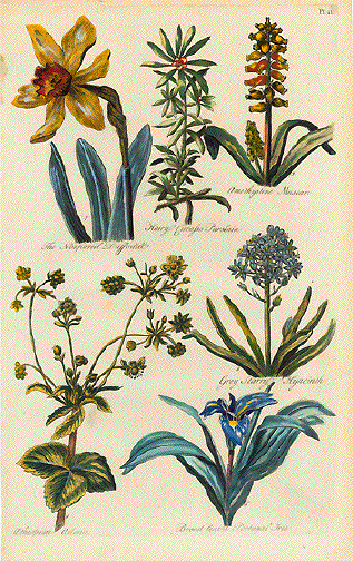 Dafodil Hyacinth