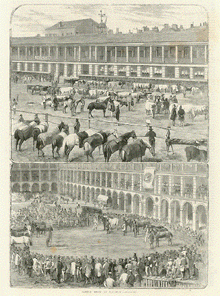 Cattle Show at Halifax